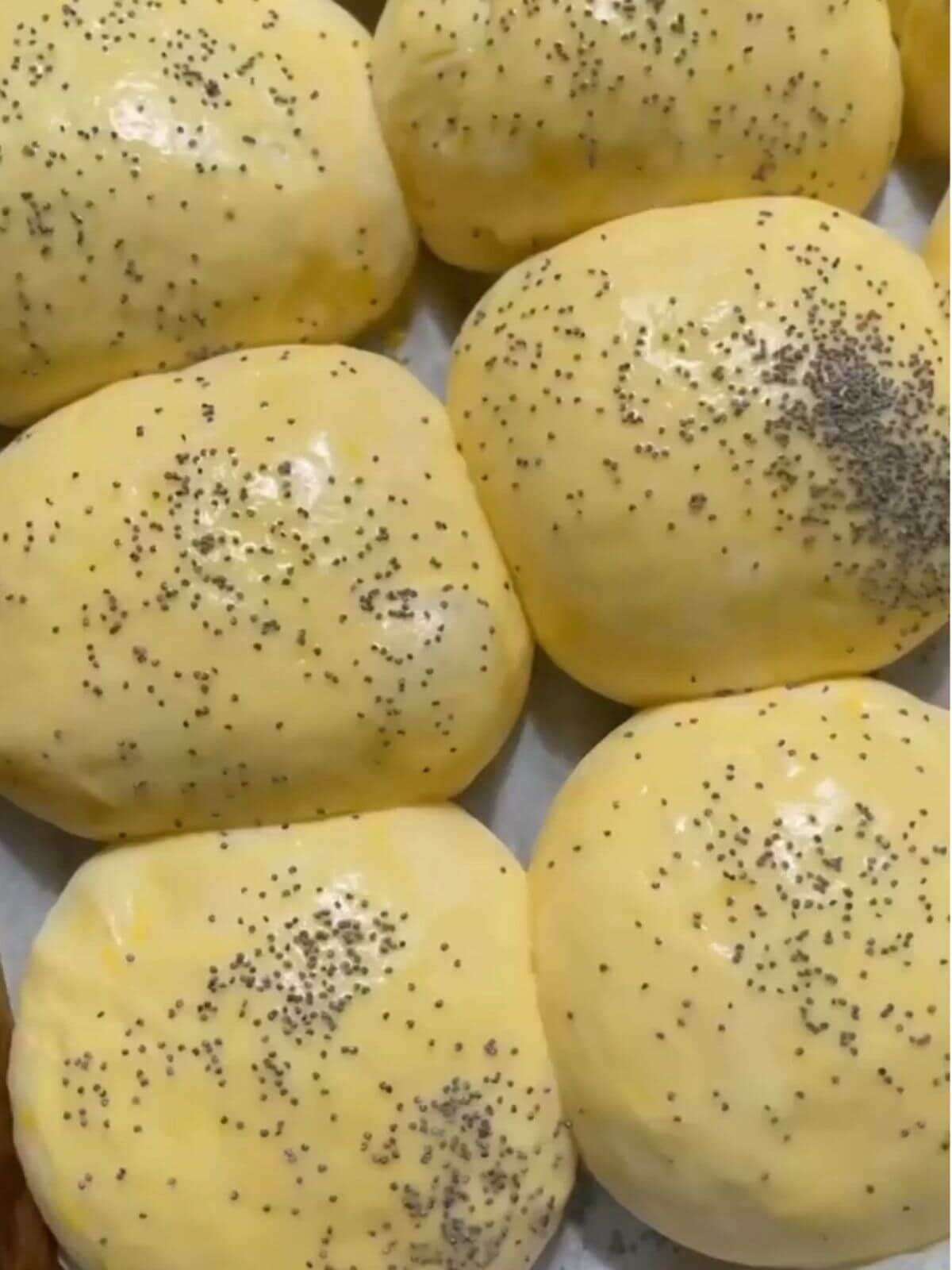 Dough shaped into balls, raised, glazed with egg wash, and sprinkled with poppy seeds, ready for baking.